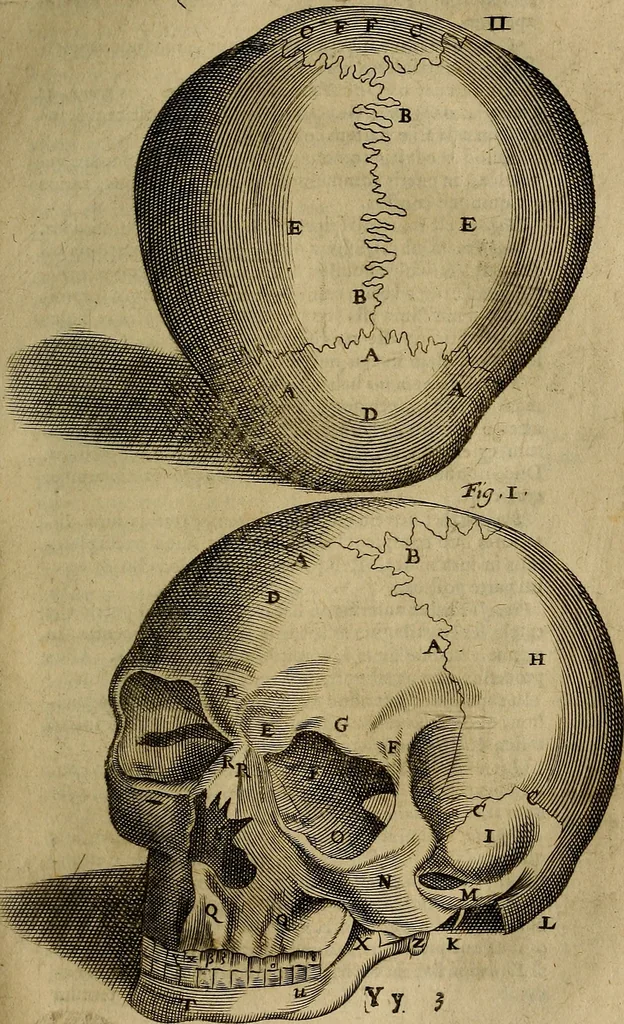 An illustration from Thomae Bartholini Archiatri Danici, Anatome quartum renovata : non tantum ex Institutionibus b.m. parentis, Caspari Bartholini, sed etiam ex omnium cùm veterum, tum recentiorum observationibus, ad circulationem Harveianam, & vasa lymphatica directis : cum iconibus novis et indicibus, 1684, leaf 770
