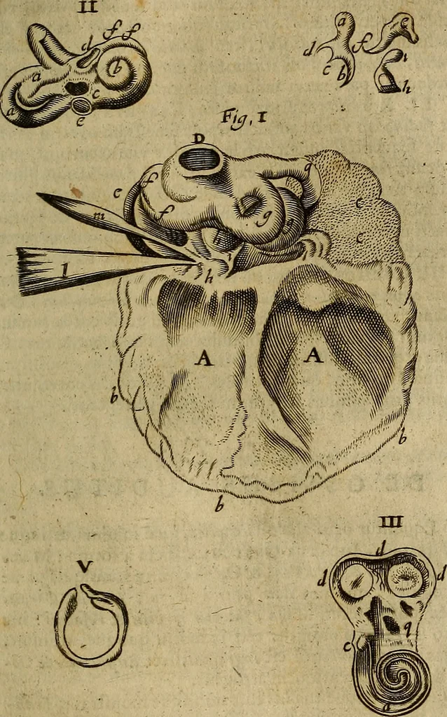 An illustration from Thomae Bartholini Archiatri Danici, Anatome quartum renovata : non tantum ex Institutionibus b.m. parentis, Caspari Bartholini, sed etiam ex omnium cùm veterum, tum recentiorum observationibus, ad circulationem Harveianam, & vasa lymphatica directis : cum iconibus novis et indicibus, 1684, leaf 774