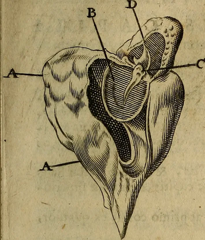 An illustration from Thomae Bartholini Archiatri Danici, Anatome quartum renovata : non tantum ex Institutionibus b.m. parentis, Caspari Bartholini, sed etiam ex omnium cùm veterum, tum recentiorum observationibus, ad circulationem Harveianam, & vasa lymphatica directis : cum iconibus novis et indicibus, 1684, leaf 778