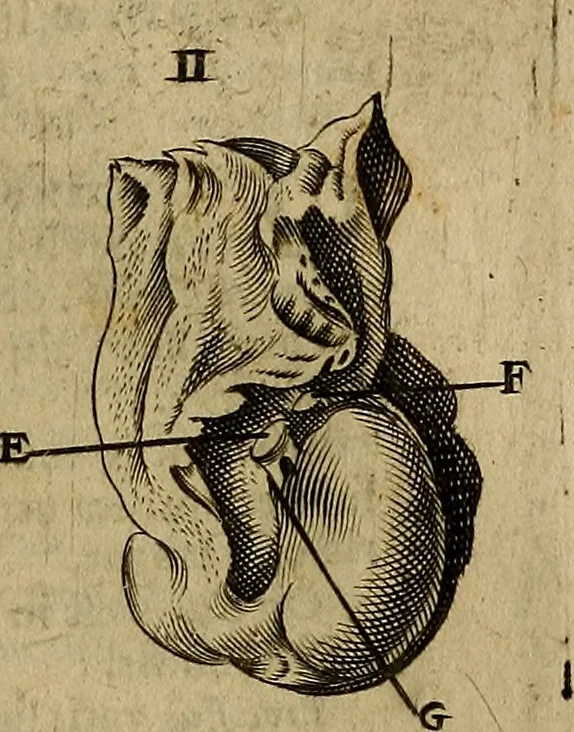 An illustration from Thomae Bartholini Archiatri Danici, Anatome quartum renovata : non tantum ex Institutionibus b.m. parentis, Caspari Bartholini, sed etiam ex omnium cùm veterum, tum recentiorum observationibus, ad circulationem Harveianam, & vasa lymphatica directis : cum iconibus novis et indicibus, 1684, leaf 778