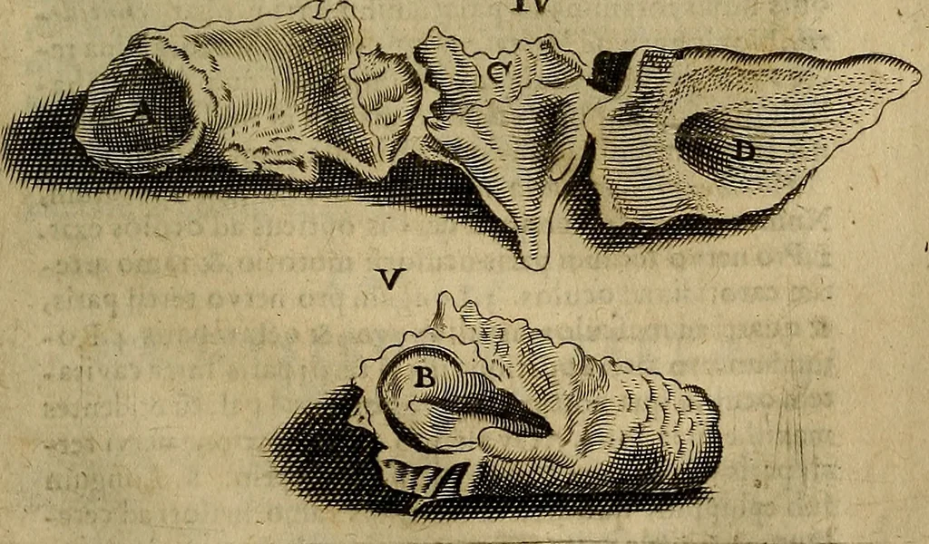 An illustration from Thomae Bartholini Archiatri Danici, Anatome quartum renovata : non tantum ex Institutionibus b.m. parentis, Caspari Bartholini, sed etiam ex omnium cùm veterum, tum recentiorum observationibus, ad circulationem Harveianam, & vasa lymphatica directis : cum iconibus novis et indicibus, 1684, leaf 778