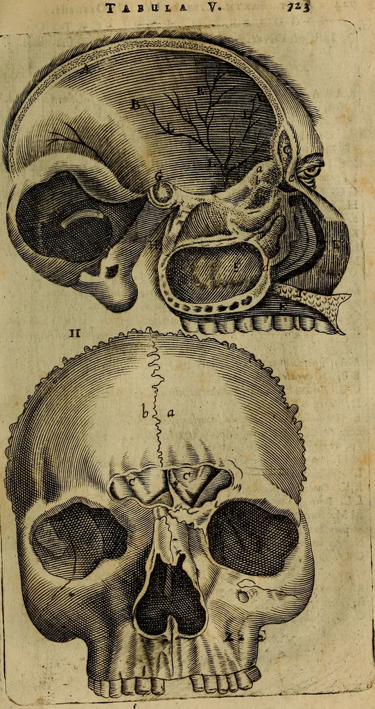 An illustration from Thomae Bartholini Archiatri Danici, Anatome quartum renovata : non tantum ex Institutionibus b.m. parentis, Caspari Bartholini, sed etiam ex omnium cùm veterum, tum recentiorum observationibus, ad circulationem Harveianam, & vasa lymphatica directis : cum iconibus novis et indicibus, 1684, leaf 784