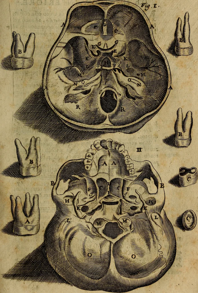 An illustration from Thomae Bartholini Archiatri Danici, Anatome quartum renovata : non tantum ex Institutionibus b.m. parentis, Caspari Bartholini, sed etiam ex omnium cùm veterum, tum recentiorum observationibus, ad circulationem Harveianam, & vasa lymphatica directis : cum iconibus novis et indicibus, 1684, leaf 786