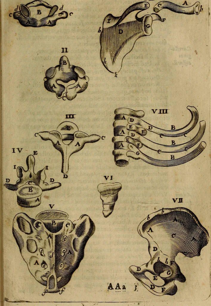 An illustration from Thomae Bartholini Archiatri Danici, Anatome quartum renovata : non tantum ex Institutionibus b.m. parentis, Caspari Bartholini, sed etiam ex omnium cùm veterum, tum recentiorum observationibus, ad circulationem Harveianam, & vasa lymphatica directis : cum iconibus novis et indicibus, 1684, leaf 802
