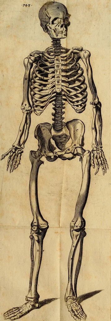An illustration from Thomae Bartholini Archiatri Danici, Anatome quartum renovata : non tantum ex Institutionibus b.m. parentis, Caspari Bartholini, sed etiam ex omnium cùm veterum, tum recentiorum observationibus, ad circulationem Harveianam, & vasa lymphatica directis : cum iconibus novis et indicibus, 1684, leaf 810