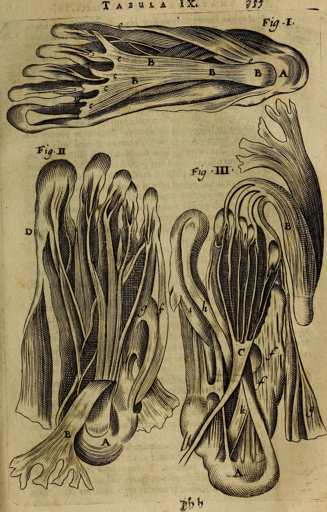 An illustration from Thomae Bartholini Archiatri Danici, Anatome quartum renovata : non tantum ex Institutionibus b.m. parentis, Caspari Bartholini, sed etiam ex omnium cùm veterum, tum recentiorum observationibus, ad circulationem Harveianam, & vasa lymphatica directis : cum iconibus novis et indicibus, 1684, leaf 818
