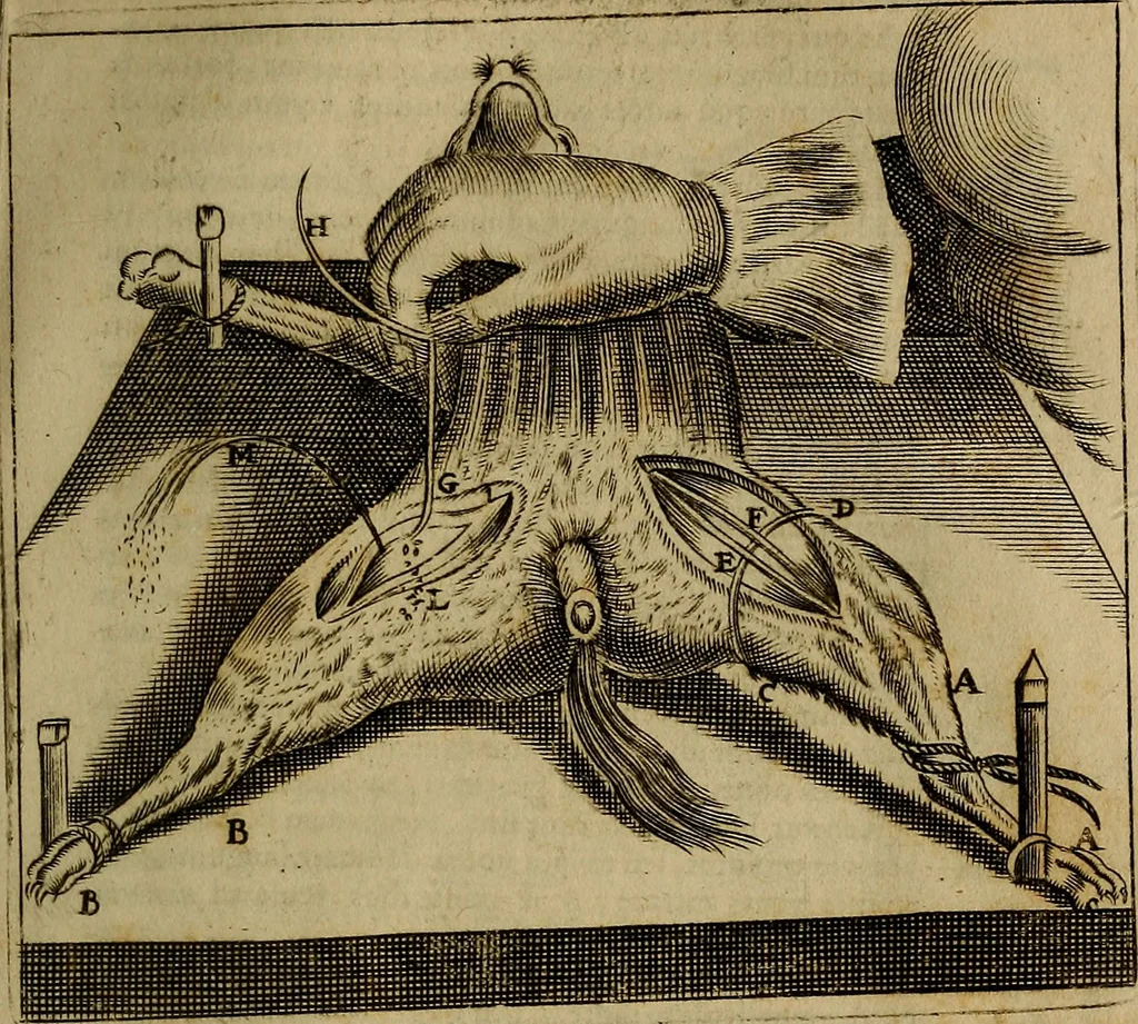 An illustration from Thomae Bartholini Archiatri Danici, Anatome quartum renovata : non tantum ex Institutionibus b.m. parentis, Caspari Bartholini, sed etiam ex omnium cùm veterum, tum recentiorum observationibus, ad circulationem Harveianam, & vasa lymphatica directis : cum iconibus novis et indicibus, 1684, leaf 834