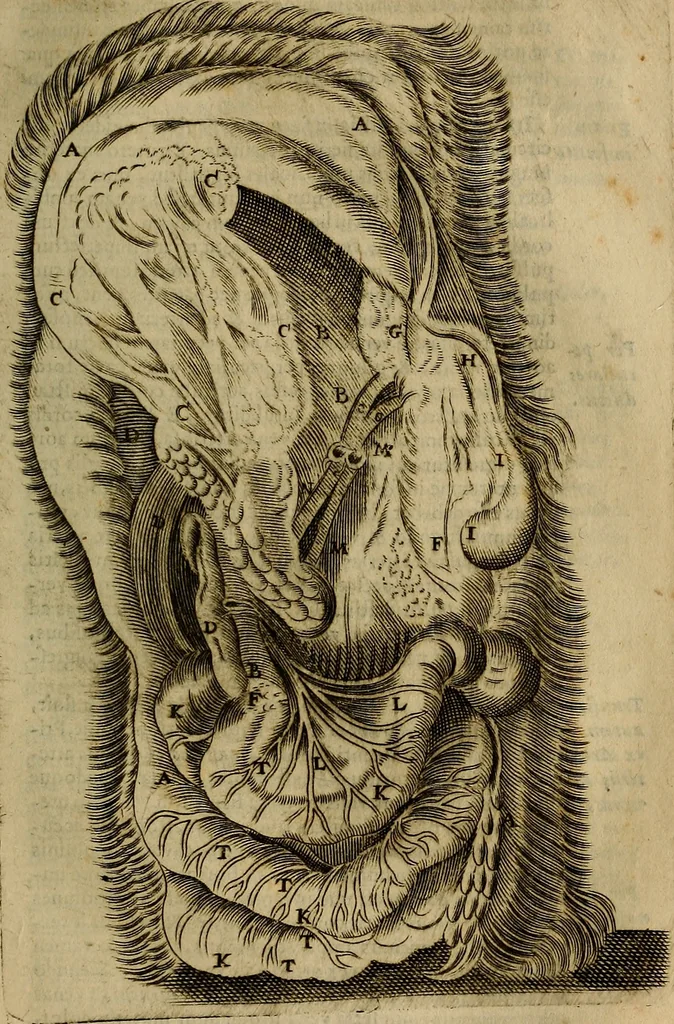 An illustration from Thomae Bartholini Archiatri Danici, Anatome quartum renovata : non tantum ex Institutionibus b.m. parentis, Caspari Bartholini, sed etiam ex omnium cùm veterum, tum recentiorum observationibus, ad circulationem Harveianam, & vasa lymphatica directis : cum iconibus novis et indicibus, 1684, leaf 840
