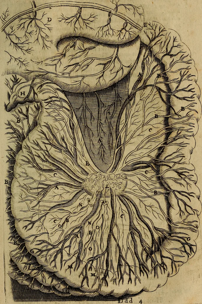 An illustration from Thomae Bartholini Archiatri Danici, Anatome quartum renovata : non tantum ex Institutionibus b.m. parentis, Caspari Bartholini, sed etiam ex omnium cùm veterum, tum recentiorum observationibus, ad circulationem Harveianam, & vasa lymphatica directis : cum iconibus novis et indicibus, 1684, leaf 854