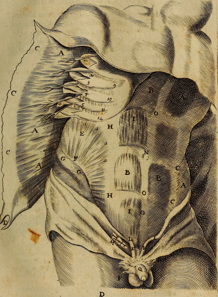 An illustration from Thomae Bartholini Archiatri Danici, Anatome quartum renovata : non tantum ex Institutionibus b.m. parentis, Caspari Bartholini, sed etiam ex omnium cùm veterum, tum recentiorum observationibus, ad circulationem Harveianam, & vasa lymphatica directis : cum iconibus novis et indicibus, 1684, leaf 86