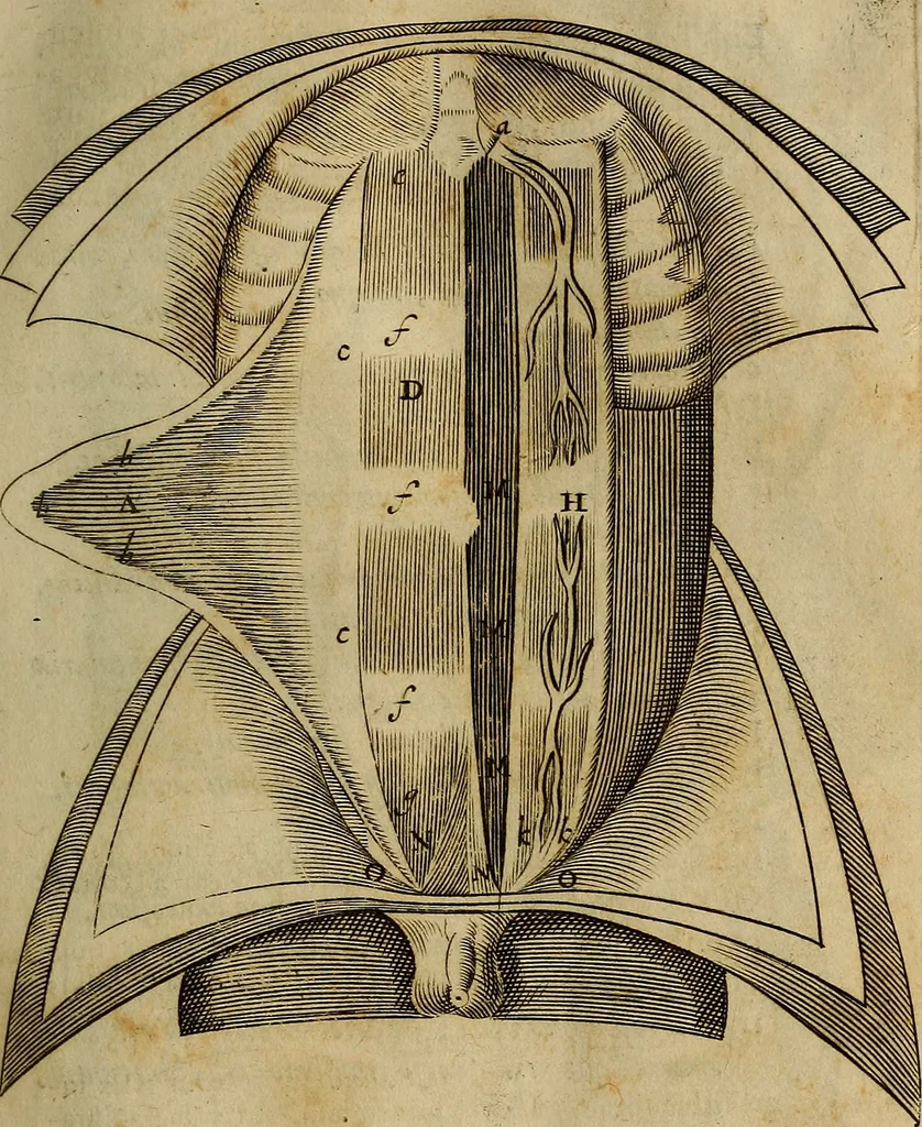 An illustration from Thomae Bartholini Archiatri Danici, Anatome quartum renovata : non tantum ex Institutionibus b.m. parentis, Caspari Bartholini, sed etiam ex omnium cùm veterum, tum recentiorum observationibus, ad circulationem Harveianam, & vasa lymphatica directis : cum iconibus novis et indicibus, 1684, leaf 88