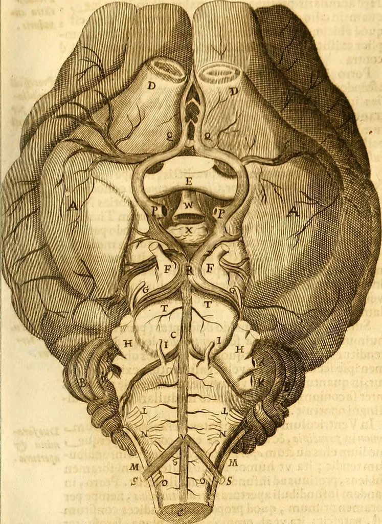 An illustration from Thomae Willis ... Opera omnia, nitidius quàm vnquam hactenus edita, plurimùm emendata, indice rerum copiosissimo, ac distinctione characterum exornata, 1694, leaf 128