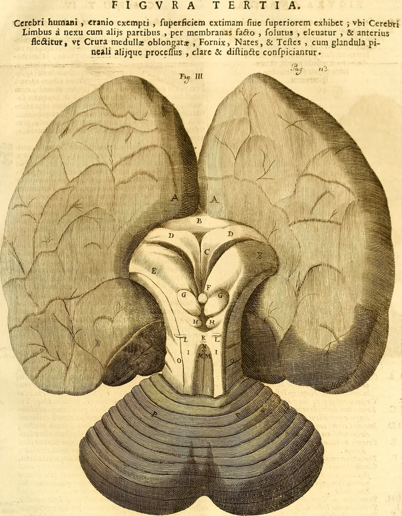 An illustration from Thomae Willis ... Opera omnia, nitidius quàm vnquam hactenus edita, plurimùm emendata, indice rerum copiosissimo, ac distinctione characterum exornata, 1694, leaf 132