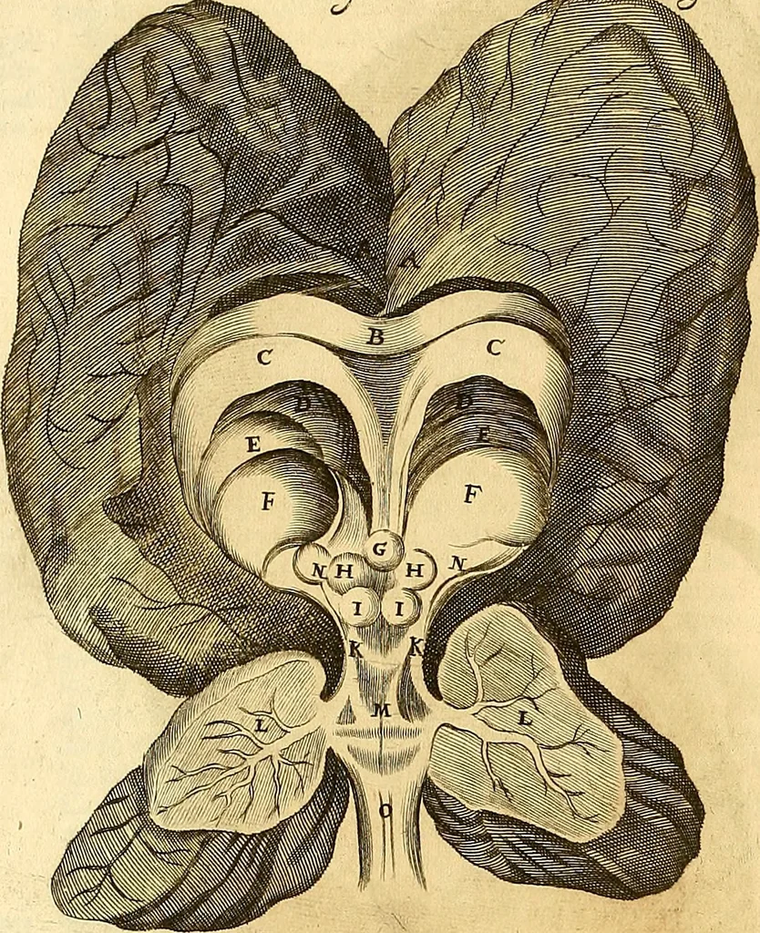 An illustration from Thomae Willis ... Opera omnia, nitidius quàm vnquam hactenus edita, plurimùm emendata, indice rerum copiosissimo, ac distinctione characterum exornata, 1694, leaf 133