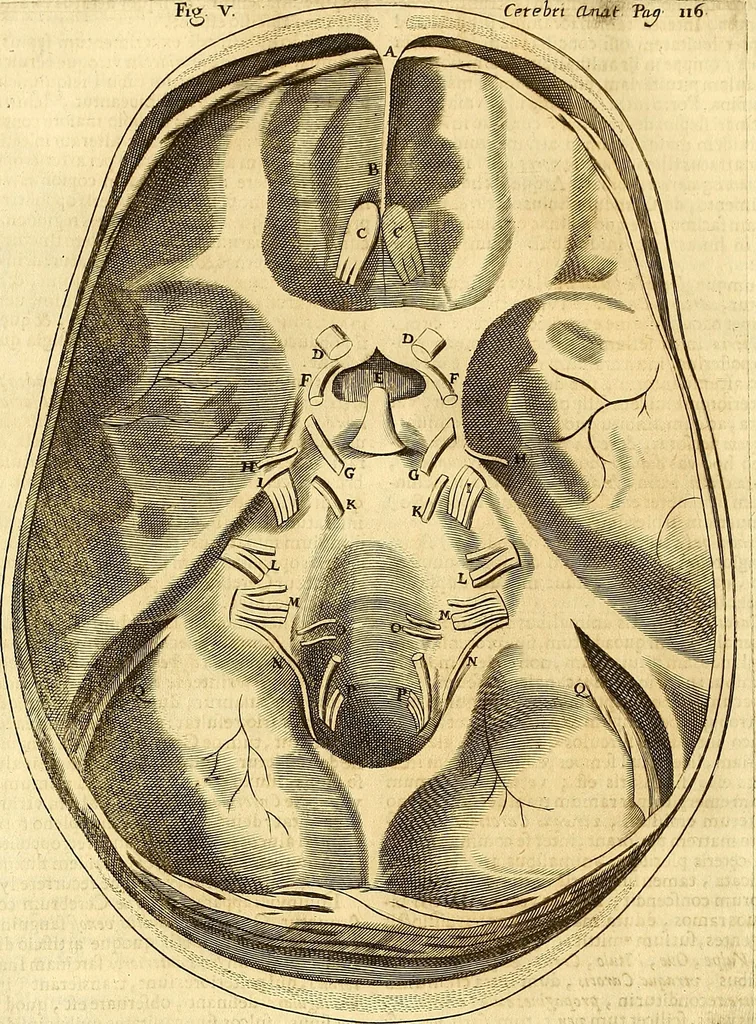 An illustration from Thomae Willis ... Opera omnia, nitidius quàm vnquam hactenus edita, plurimùm emendata, indice rerum copiosissimo, ac distinctione characterum exornata, 1694, leaf 135