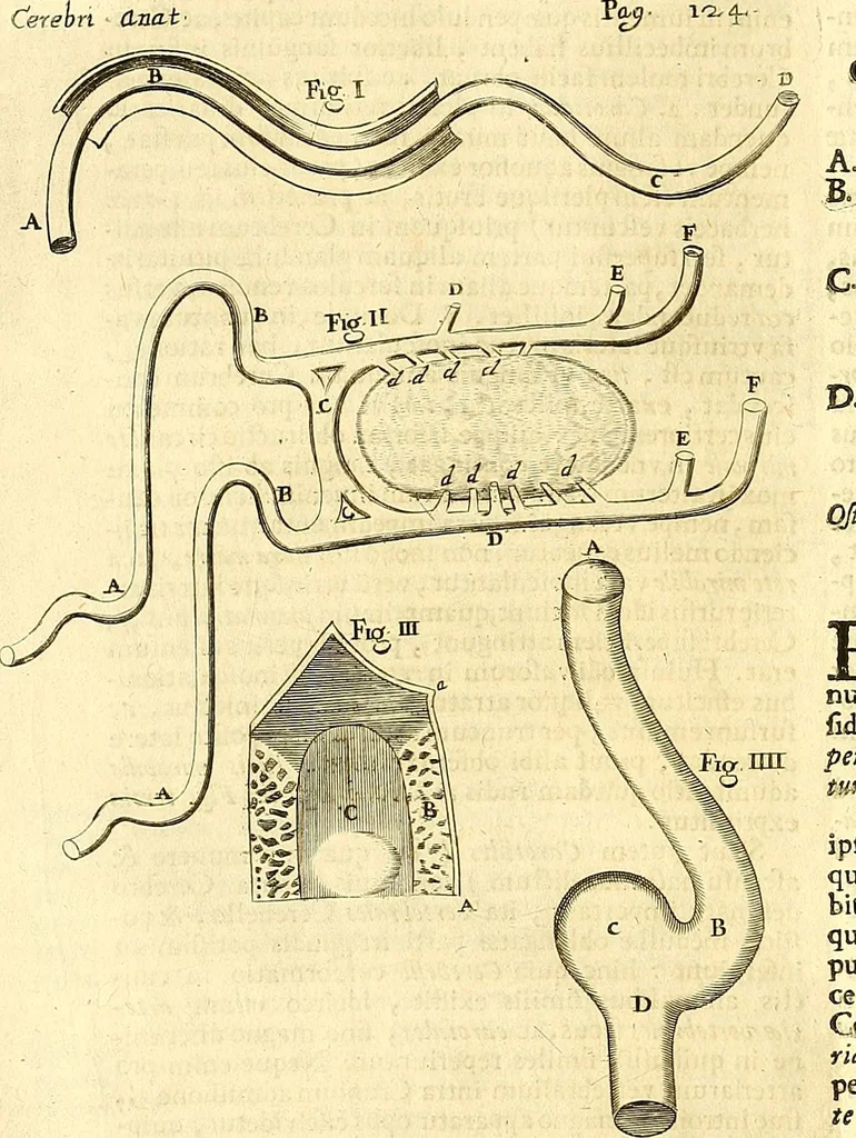 An illustration from Thomae Willis ... Opera omnia, nitidius quàm vnquam hactenus edita, plurimùm emendata, indice rerum copiosissimo, ac distinctione characterum exornata, 1694, leaf 143