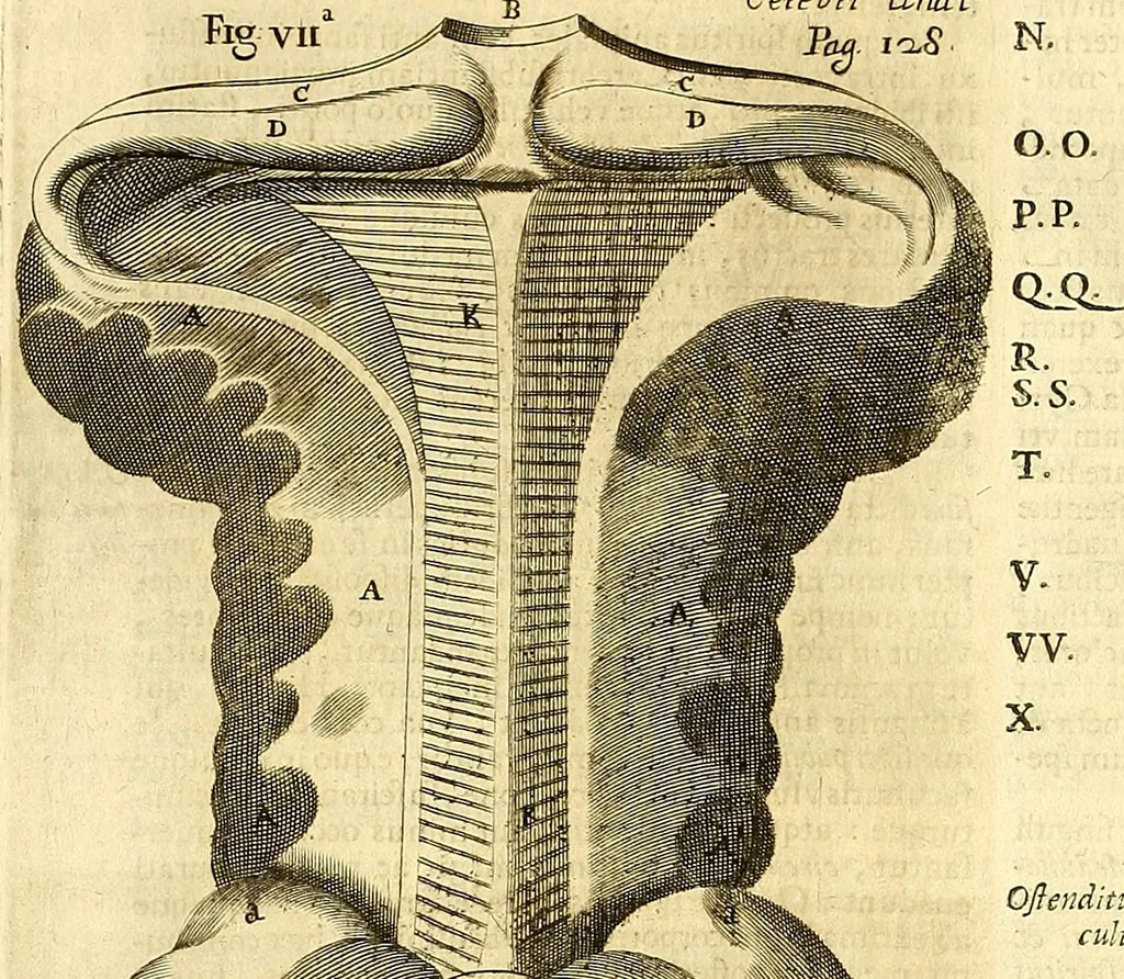 An illustration from Thomae Willis ... Opera omnia, nitidius quàm vnquam hactenus edita, plurimùm emendata, indice rerum copiosissimo, ac distinctione characterum exornata, 1694, leaf 147