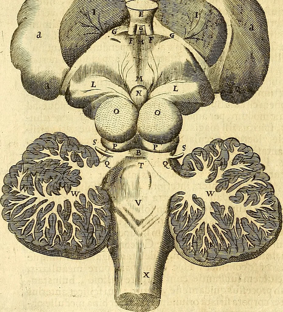 An illustration from Thomae Willis ... Opera omnia, nitidius quàm vnquam hactenus edita, plurimùm emendata, indice rerum copiosissimo, ac distinctione characterum exornata, 1694, leaf 147