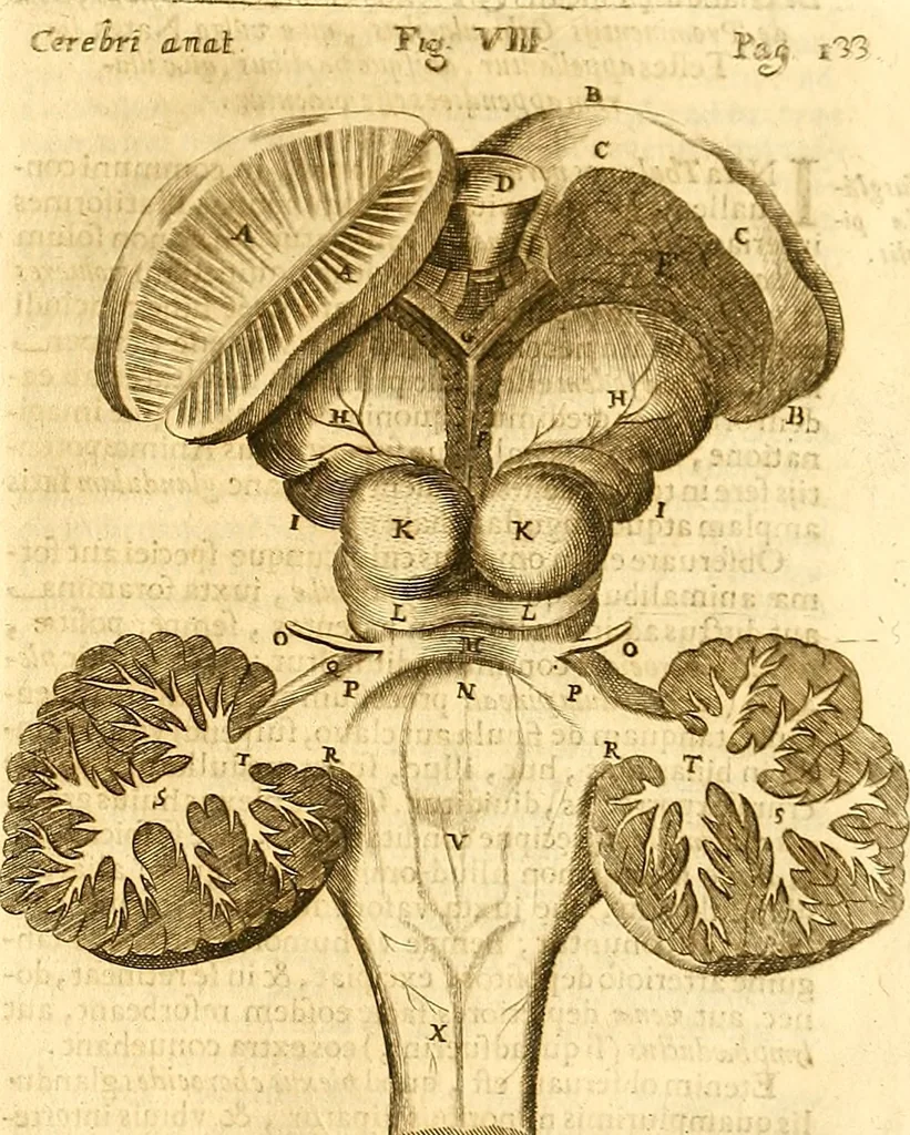 An illustration from Thomae Willis ... Opera omnia, nitidius quàm vnquam hactenus edita, plurimùm emendata, indice rerum copiosissimo, ac distinctione characterum exornata, 1694, leaf 152