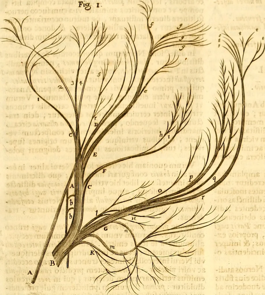 An illustration from Thomae Willis ... Opera omnia, nitidius quàm vnquam hactenus edita, plurimùm emendata, indice rerum copiosissimo, ac distinctione characterum exornata, 1694, leaf 172
