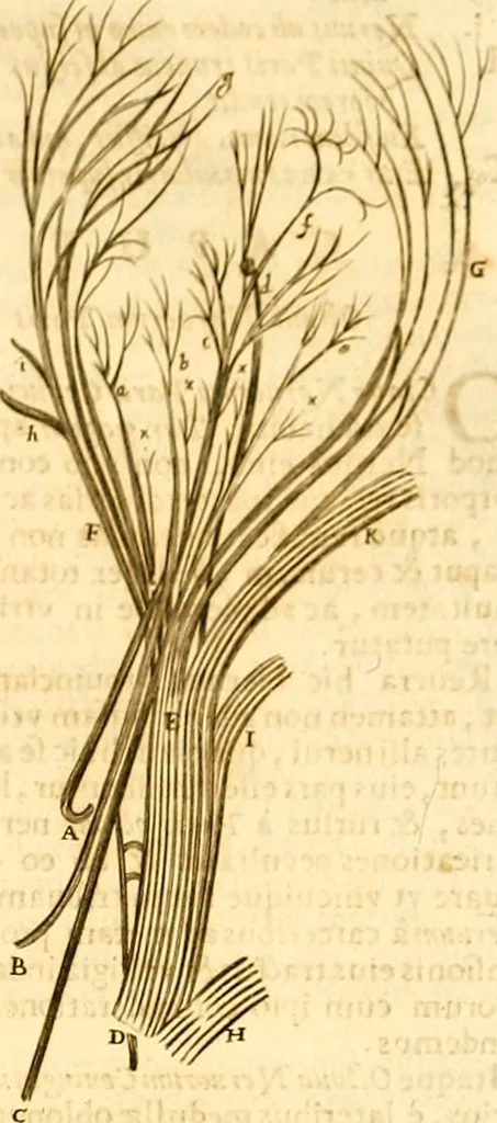 An illustration from Thomae Willis ... Opera omnia, nitidius quàm vnquam hactenus edita, plurimùm emendata, indice rerum copiosissimo, ac distinctione characterum exornata, 1694, leaf 172