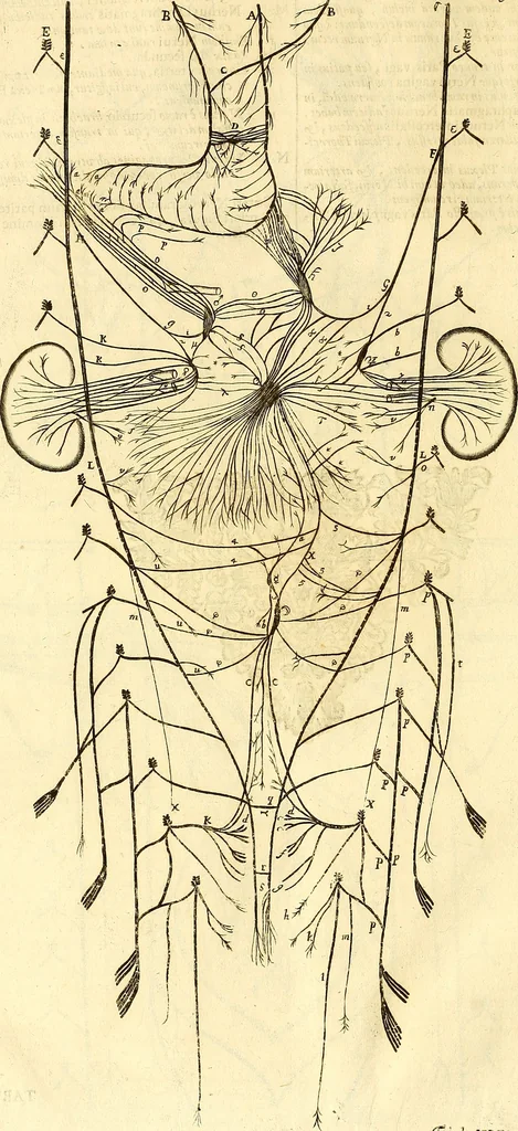 An illustration from Thomae Willis ... Opera omnia, nitidius quàm vnquam hactenus edita, plurimùm emendata, indice rerum copiosissimo, ac distinctione characterum exornata, 1694, leaf 195