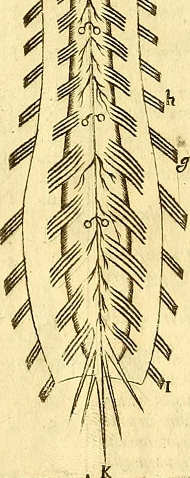 An illustration from Thomae Willis ... Opera omnia, nitidius quàm vnquam hactenus edita, plurimùm emendata, indice rerum copiosissimo, ac distinctione characterum exornata, 1694, leaf 197