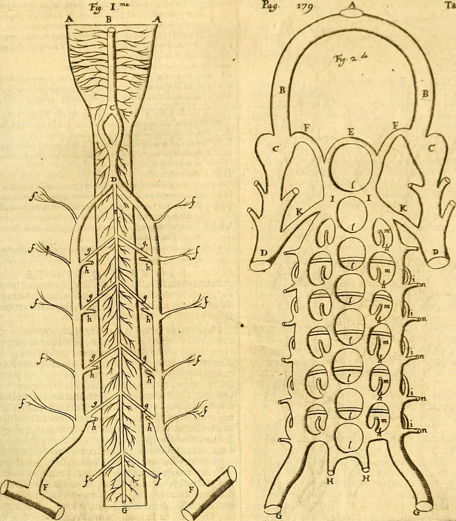 An illustration from Thomae Willis ... Opera omnia, nitidius quàm vnquam hactenus edita, plurimùm emendata, indice rerum copiosissimo, ac distinctione characterum exornata, 1694, leaf 198