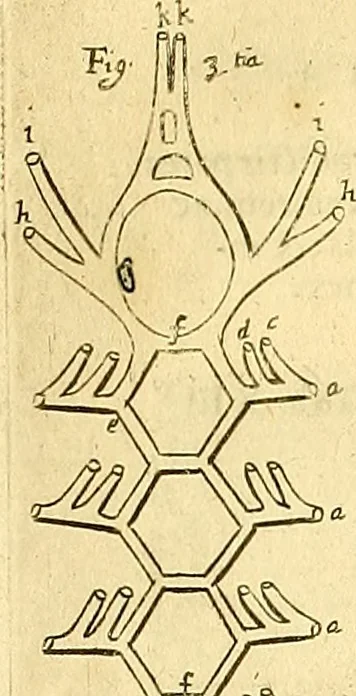 An illustration from Thomae Willis ... Opera omnia, nitidius quàm vnquam hactenus edita, plurimùm emendata, indice rerum copiosissimo, ac distinctione characterum exornata, 1694, leaf 199