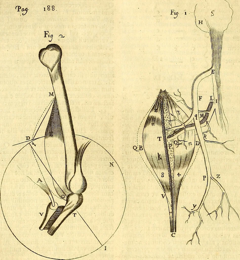 An illustration from Thomae Willis ... Opera omnia, nitidius quàm vnquam hactenus edita, plurimùm emendata, indice rerum copiosissimo, ac distinctione characterum exornata, 1694, leaf 207