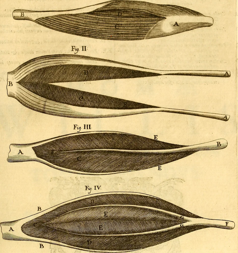 An illustration from Thomae Willis ... Opera omnia, nitidius quàm vnquam hactenus edita, plurimùm emendata, indice rerum copiosissimo, ac distinctione characterum exornata, 1694, leaf 310