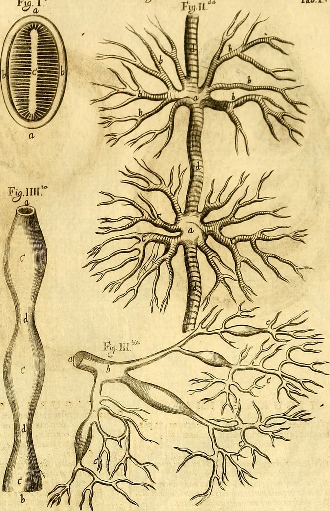 An illustration from Thomae Willis ... Opera omnia, nitidius quàm vnquam hactenus edita, plurimùm emendata, indice rerum copiosissimo, ac distinctione characterum exornata, 1694, leaf 326