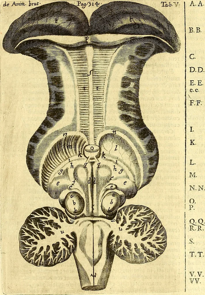 An illustration from Thomae Willis ... Opera omnia, nitidius quàm vnquam hactenus edita, plurimùm emendata, indice rerum copiosissimo, ac distinctione characterum exornata, 1694, leaf 333
