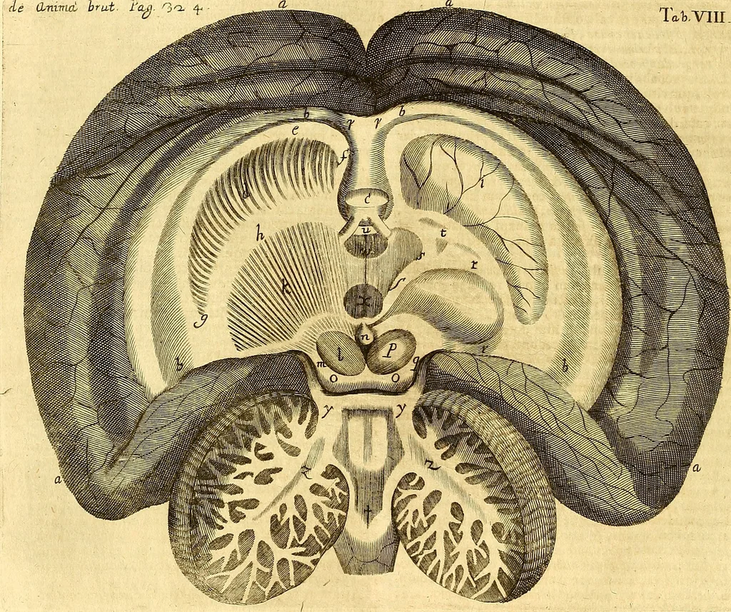 An illustration from Thomae Willis ... Opera omnia, nitidius quàm vnquam hactenus edita, plurimùm emendata, indice rerum copiosissimo, ac distinctione characterum exornata, 1694, leaf 343