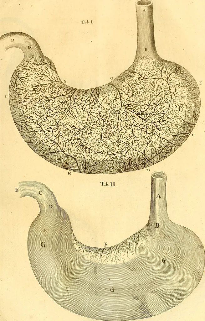 An illustration from Thomae Willis ... Opera omnia, nitidius quàm vnquam hactenus edita, plurimùm emendata, indice rerum copiosissimo, ac distinctione characterum exornata, 1694, leaf 450
