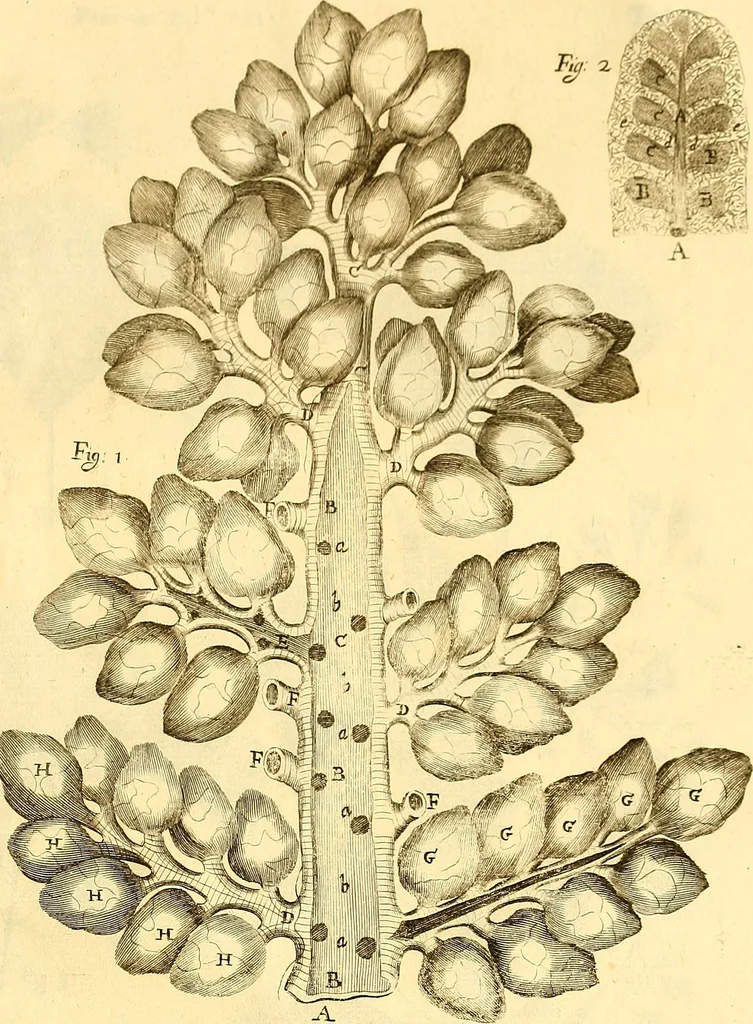 An illustration from Thomae Willis ... Opera omnia, nitidius quàm vnquam hactenus edita, plurimùm emendata, indice rerum copiosissimo, ac distinctione characterum exornata, 1694, leaf 530