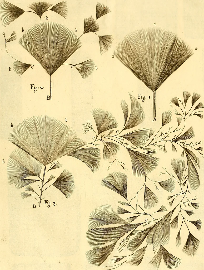 An illustration from Thomae Willis ... Opera omnia, nitidius quàm vnquam hactenus edita, plurimùm emendata, indice rerum copiosissimo, ac distinctione characterum exornata, 1694, leaf 532
