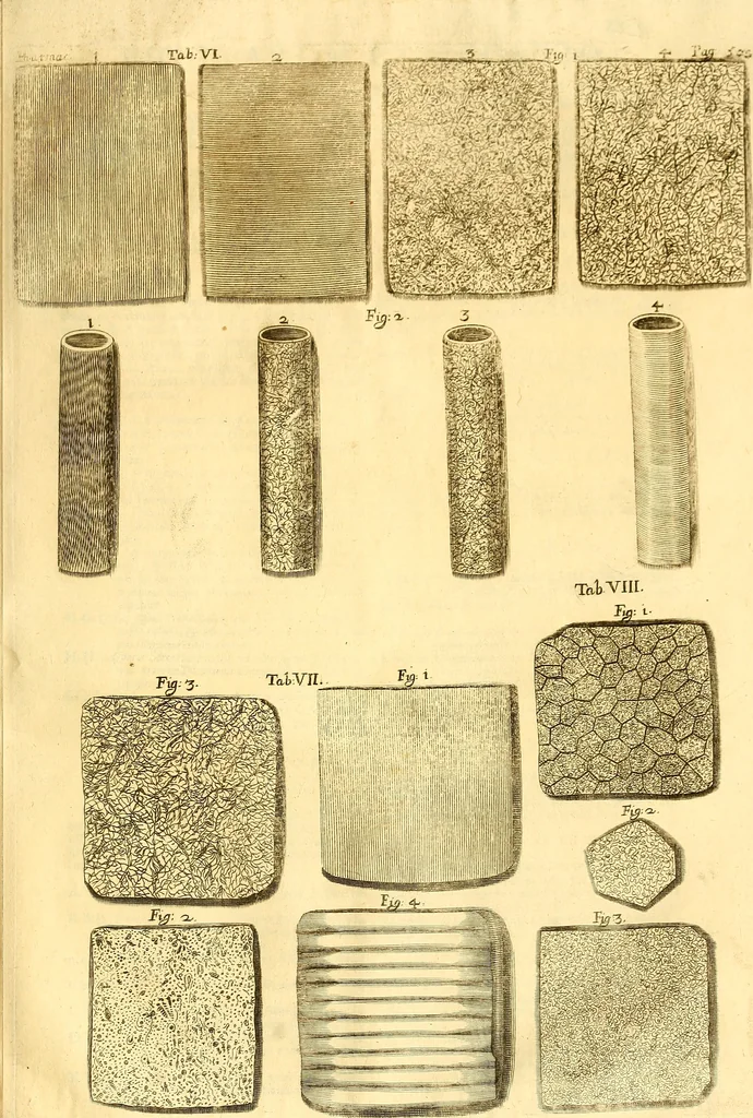 An illustration from Thomae Willis ... Opera omnia, nitidius quàm vnquam hactenus edita, plurimùm emendata, indice rerum copiosissimo, ac distinctione characterum exornata, 1694, leaf 534