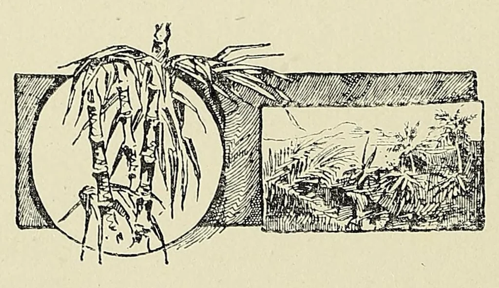 An illustration from Thomas Birch Freeman : missionary pioneer to Ashanti, Dahomey, and Egba, 1893, leaf 96