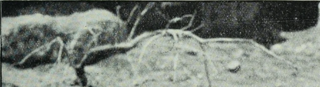 An illustration from The thousand and one churches, 1919, leaf 160