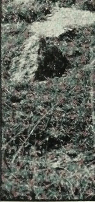 An illustration from The thousand and one churches, 1919, leaf 283