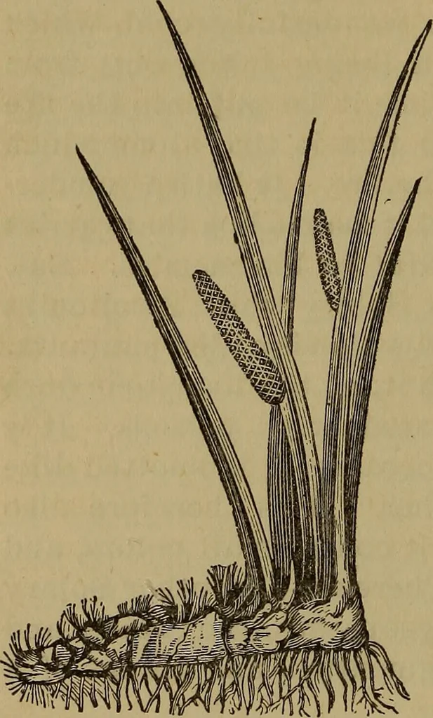 An illustration from Three books of occult philosophy or magic, 1898, leaf 105