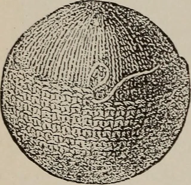 An illustration from Three hundred decorative and fancy articles for presents, fairs, etc., etc. ; with directions for making : and nearly one hundred decorative designs, 1885, leaf 95