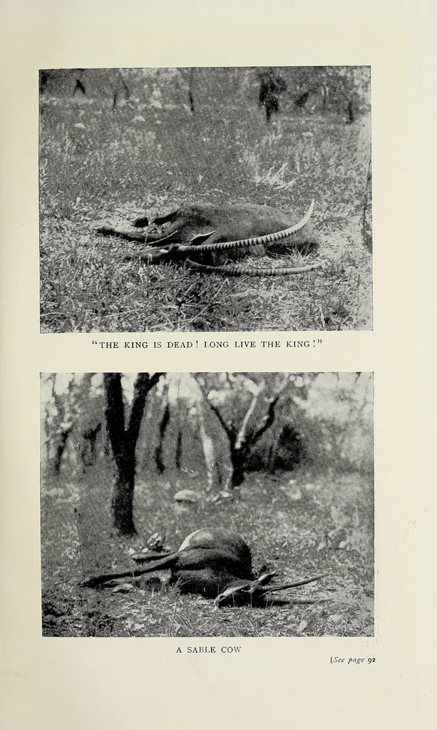 An illustration from Through Angola : a coming colony, 1922, leaf 135