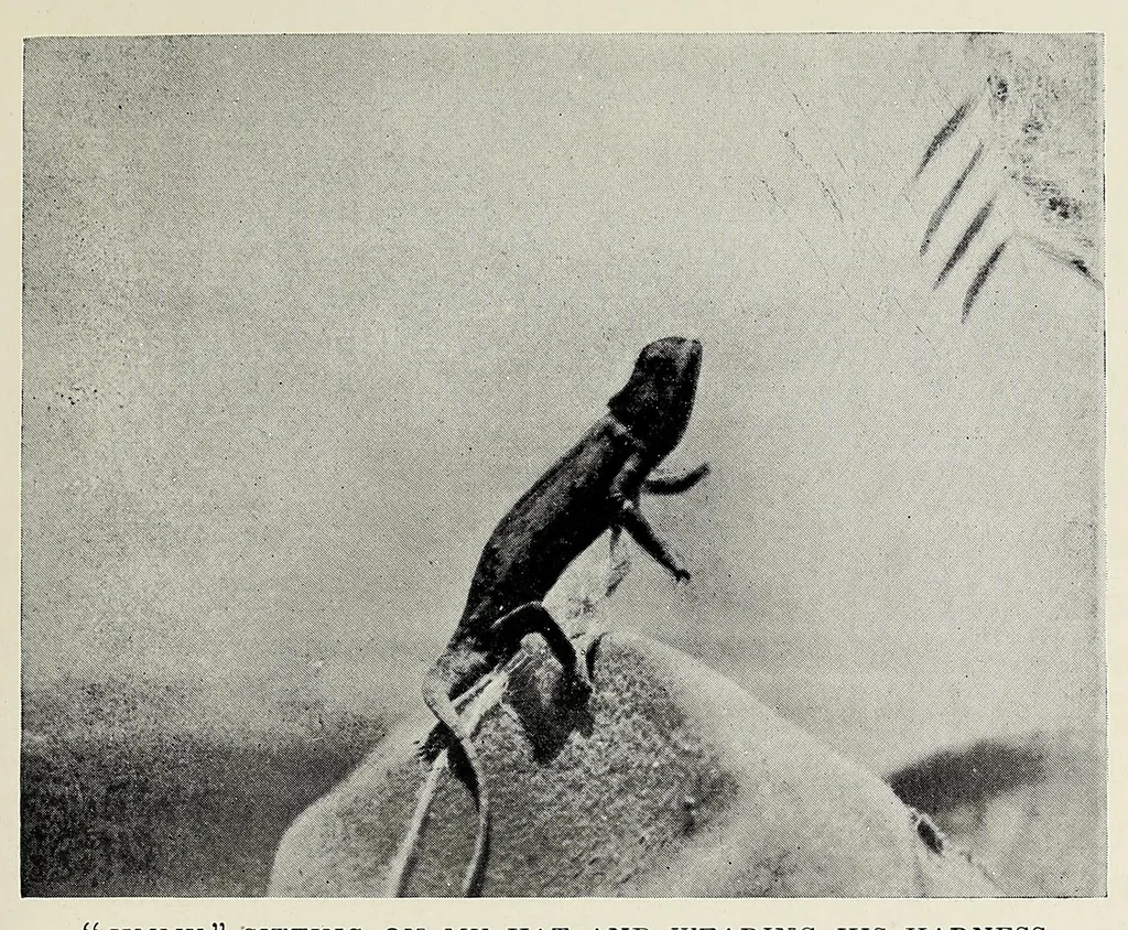 An illustration from Through Angola : a coming colony, 1922, leaf 223
