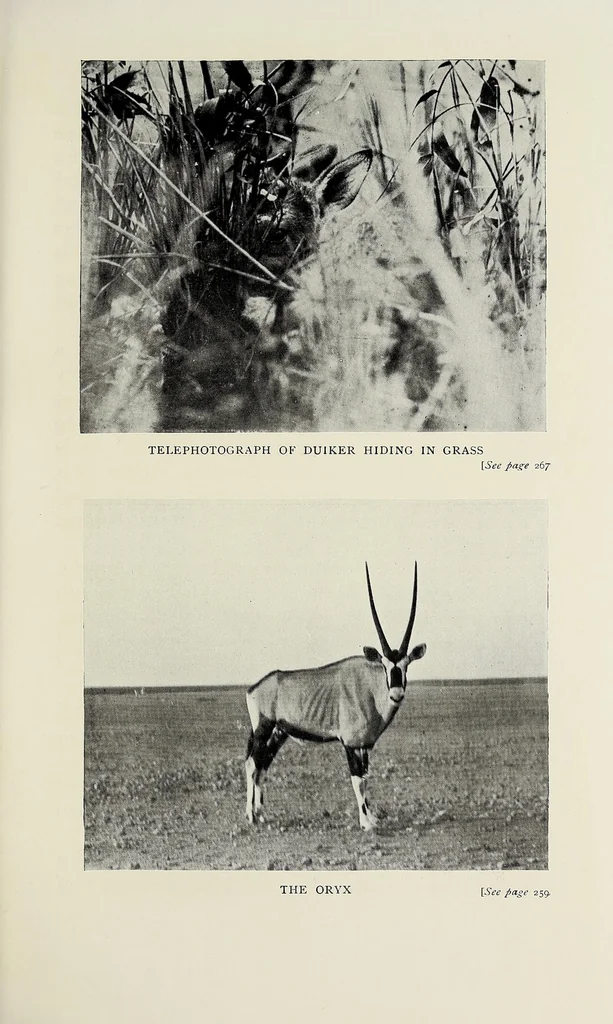 An illustration from Through Angola : a coming colony, 1922, leaf 355