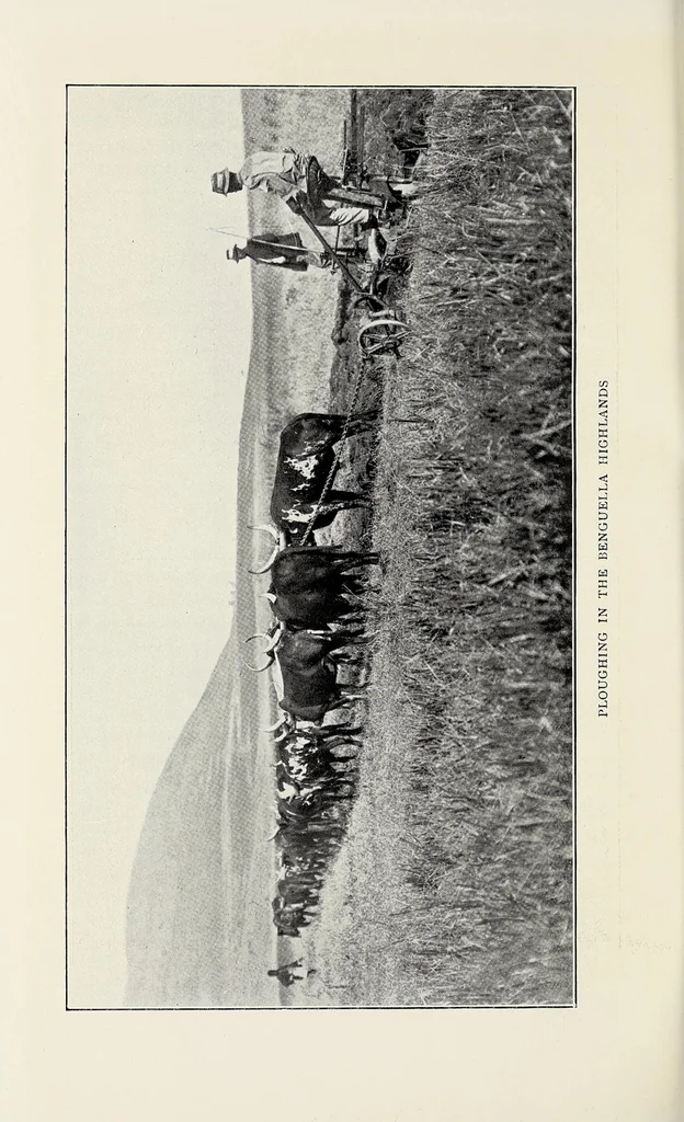 An illustration from Through Angola : a coming colony, 1922, leaf 396