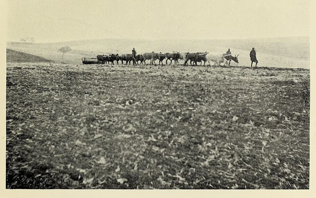 An illustration from Through the heart of Africa : being an account of a journey on bicycles and on foot from Northern Rhodesia, past the great lakes, to Egypt, undertaken when proceeding home on leave in 1910, 1912, leaf 193