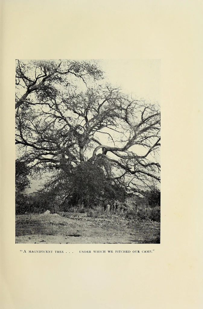 An illustration from Through the heart of Africa : being an account of a journey on bicycles and on foot from Northern Rhodesia, past the great lakes, to Egypt, undertaken when proceeding home on leave in 1910, 1912, leaf 63