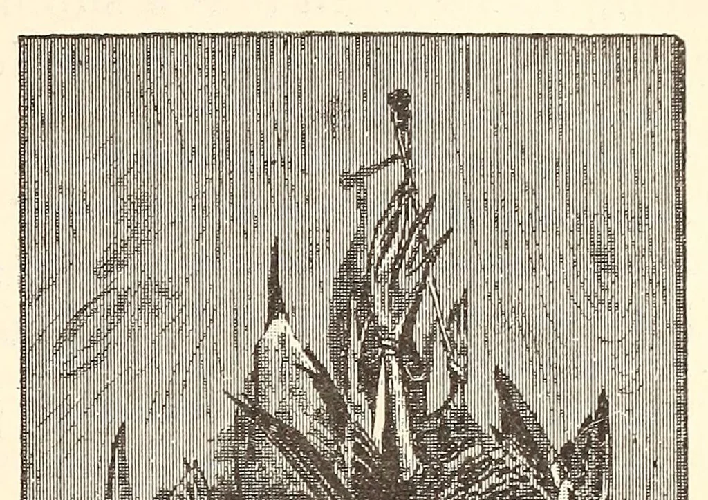 An illustration from Through the Kalahari Desert; a narrative of a journey with gun, camera, and note-book to Lake N'gami and back, 1886, leaf 161